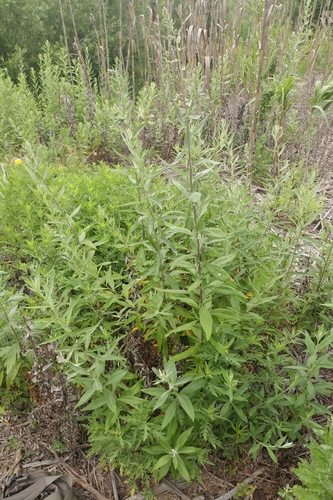 Artemisia douglasiana (California mugwort) (alternate view 10)