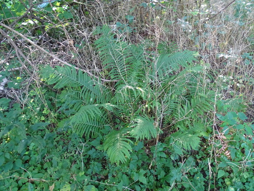 Matteuccia struthiopteris (Ostrich Fern)