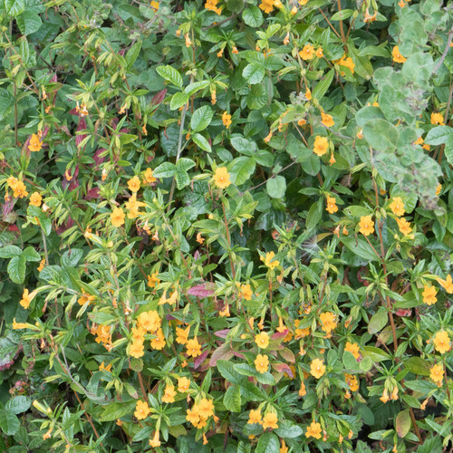 Diplacus aurantiacus (orange bush monkeyflower)