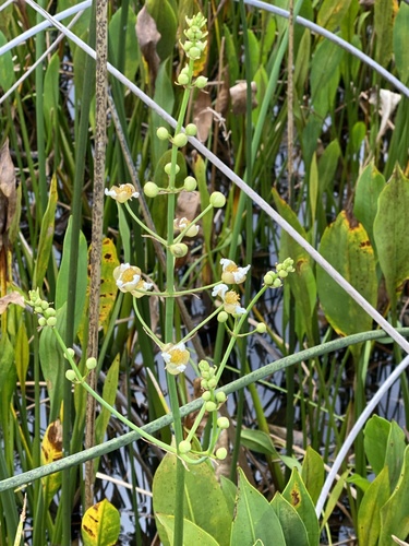 Sagittaria lancifolia (lanceleaf arrowhead) (alternate view 3)
