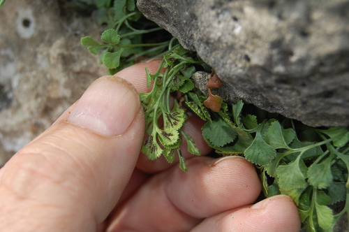 Asplenium ruta-muraria (wall-rue)