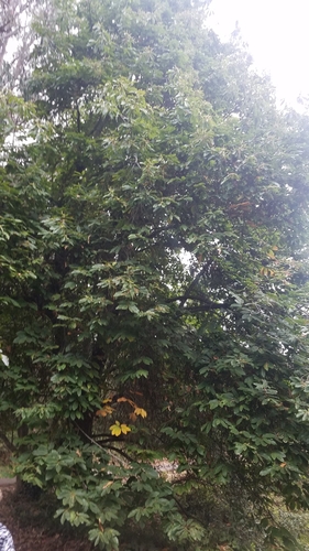 Castanea sativa (Sweet Chestnut)