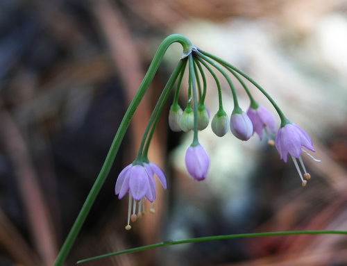 Allium cernuum (Nodding Onion) (alternate view 4)