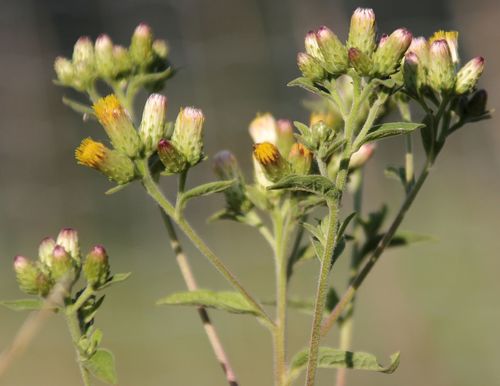 Pentanema squarrosum (Ploughman's-spikenard)