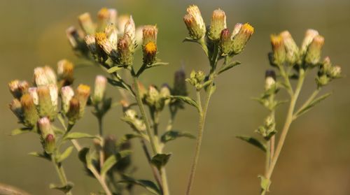 Pentanema squarrosum (Ploughman's-spikenard)