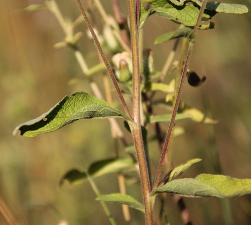 Pentanema squarrosum (Ploughman's-spikenard)