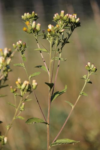 Pentanema squarrosum (Ploughman's-spikenard)
