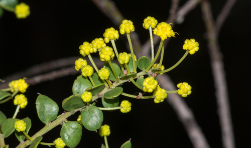 Acacia acinacea (Round-leaf Wattle) (alternate view 9)