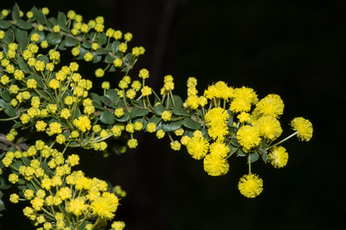 Acacia acinacea (Round-leaf Wattle) (alternate view 10)