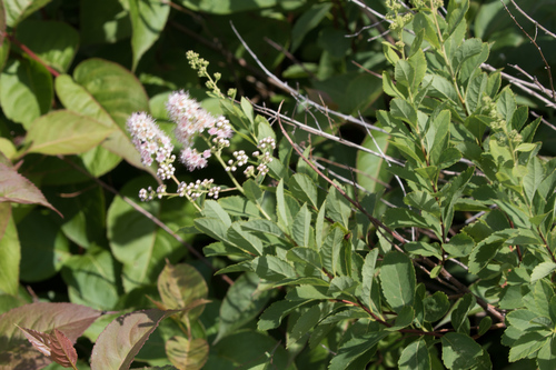 Spiraea alba (white meadowsweet)