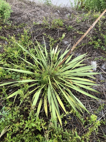 Yucca filamentosa (yucca) (alternate view 4)