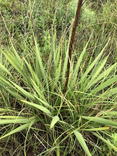 Yucca filamentosa (yucca) (alternate view 6)