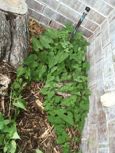 Cynanchum laeve (honey-vine climbing milkweed) (alternate view 4)