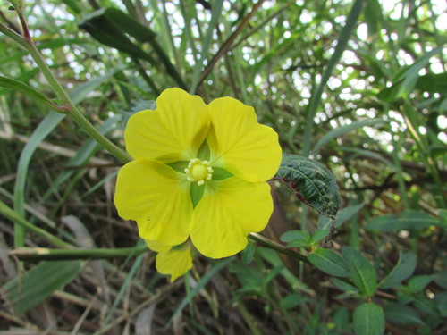 Ludwigia octovalvis (Mexican Primrose-willow) (alternate view 4)