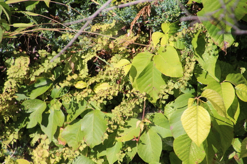 Adiantum capillus-veneris (black maidenhair fern)