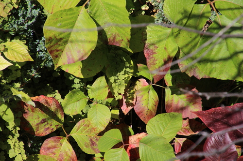 Adiantum capillus-veneris (black maidenhair fern)