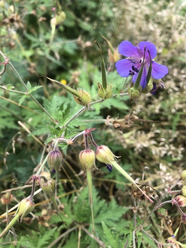 Geranium pratense (Meadow Crane's-bill)