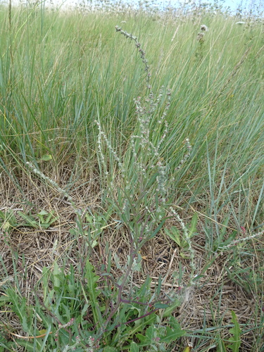 Atriplex littoralis (Grass-leaved Orache)