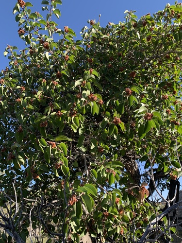 Rhus ovata (sugar bush) (alternate view 2)