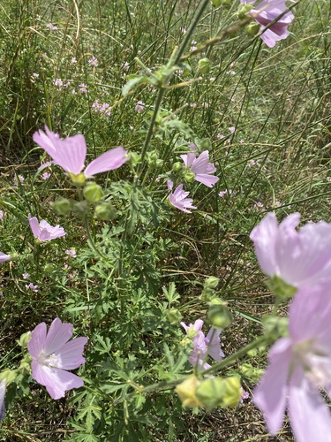 Malva moschata (musk mallow) (alternate view 4)