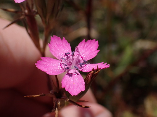 Dianthus armeria (Deptford pink)