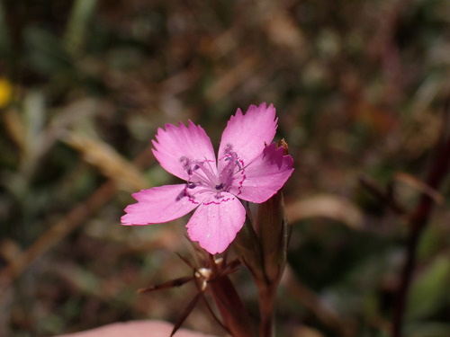 Dianthus armeria (Deptford pink)