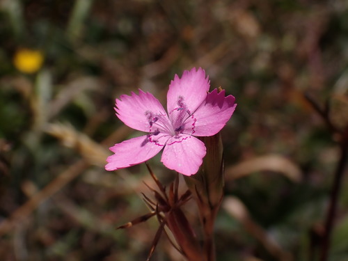 Dianthus armeria (Deptford pink)