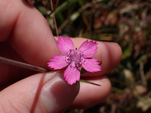 Dianthus armeria (Deptford pink)