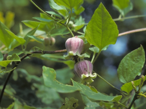 Clematis (Clematis and leatherflowers) (alternate view 7)