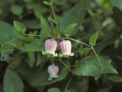 Clematis (Clematis and leatherflowers) (alternate view 8)