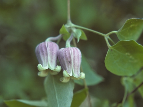 Clematis (Clematis and leatherflowers) (alternate view 6)