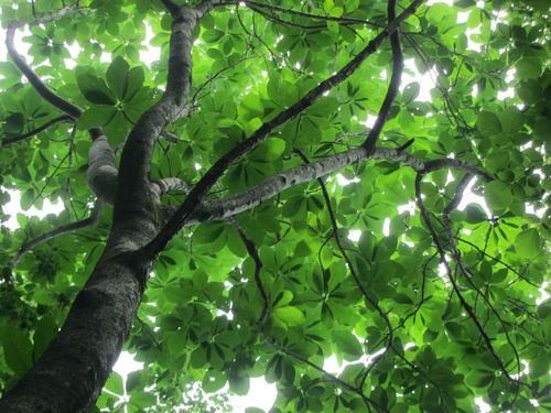 Aesculus turbinata (Japanese Horse Chestnut)