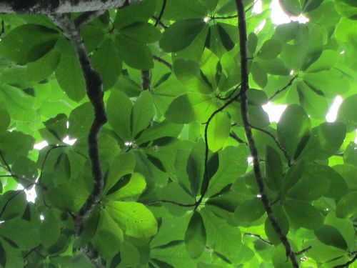 Aesculus turbinata (Japanese Horse Chestnut) (alternate view 2)