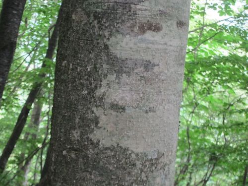 Aesculus turbinata (Japanese Horse Chestnut) (alternate view 3)