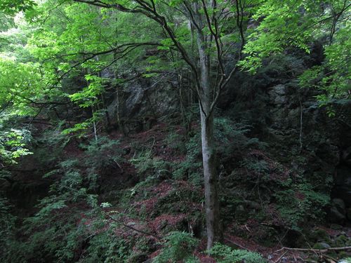 Aesculus turbinata (Japanese Horse Chestnut) (alternate view 4)