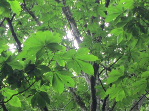 Aesculus turbinata (Japanese Horse Chestnut) (alternate view 5)