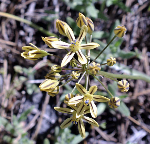 Triteleia ixioides (Prettyface) (alternate view 4)
