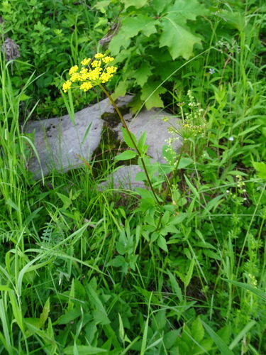 Zizia aurea (Golden Alexanders)