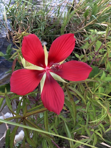 Hibiscus coccineus (Scarlet Rose Mallow)