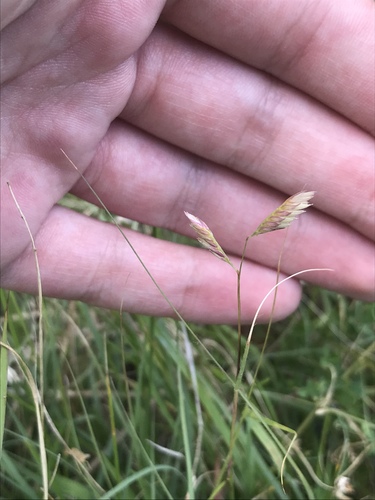 Bouteloua dactyloides (Buffalo Grass) (alternate view 2)