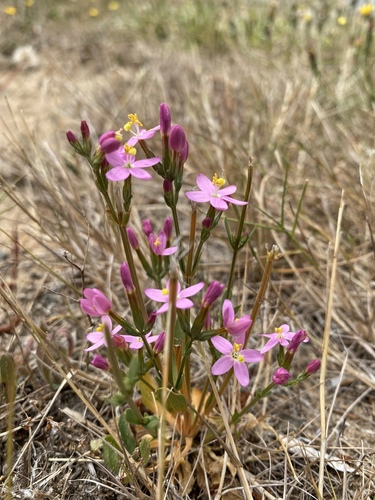 Centaurium erythraea (Common centaury)