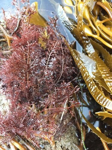 Gelidium (Jellyweeds) (alternate view 5)