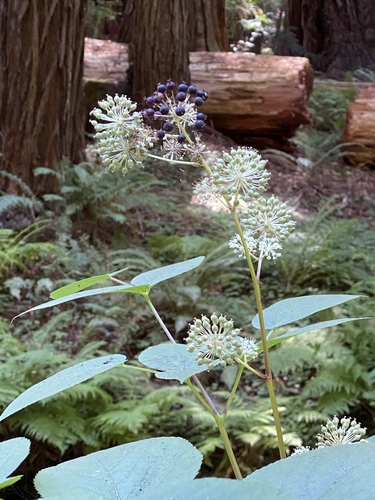 Aralia californica (California Spikenard) (alternate view 6)
