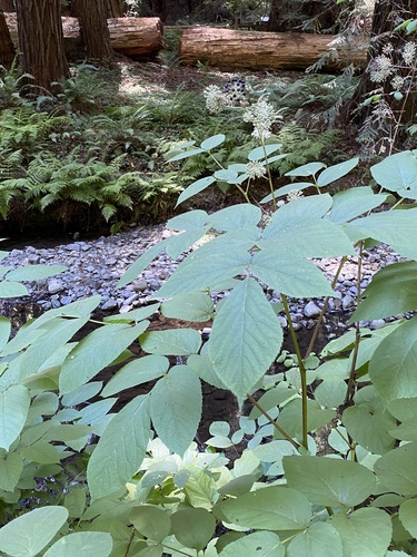 Aralia californica (California Spikenard) (alternate view 7)