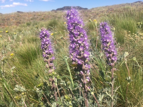 Phacelia sericea (Silky Phacelia)