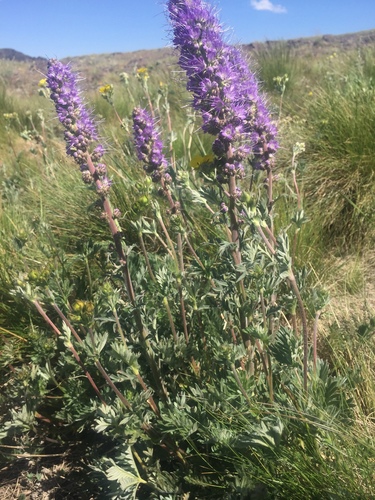Phacelia sericea (Silky Phacelia) (alternate view 2)