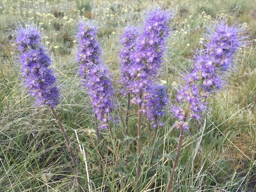 Phacelia sericea (Silky Phacelia) (alternate view 3)