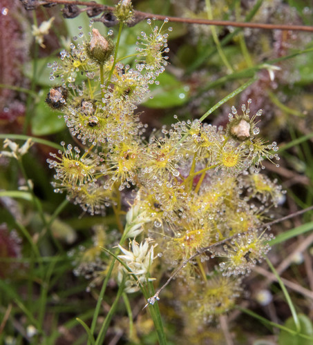 Drosera gunniana (alternate view 2)