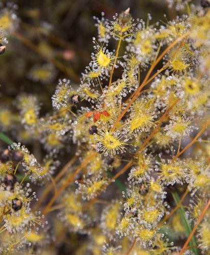Drosera gunniana (alternate view 3)