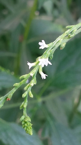 Verbena urticifolia (white vervain)